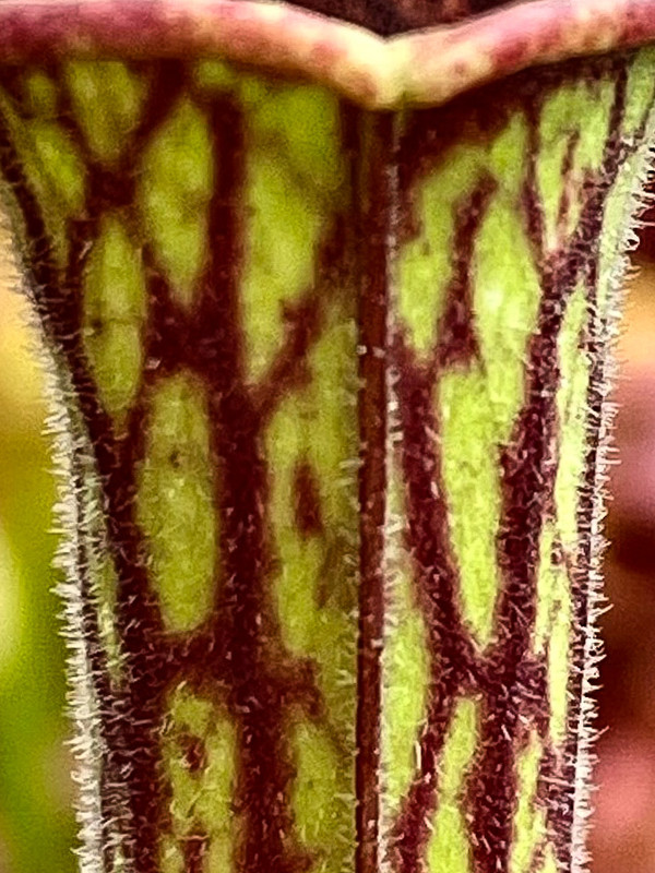 A60A6831-EF9F-40C3-85CA-6A9BD9ABDE1A