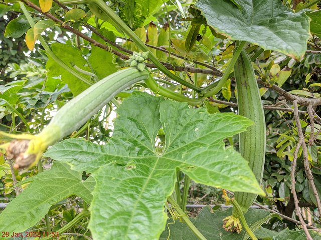 [Image: PXL-20220128-165346333.jpg]