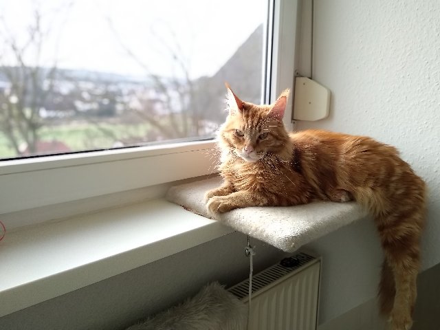 owning a cat in germany 