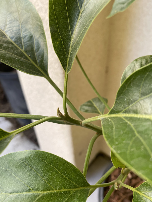 5E9E5EA1-F3DE-4F34-9139-EBBB5E23D677