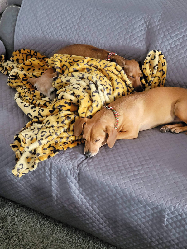 [Image: 0-EF660-E0-4-FAF-488-B-A948-FF09-C7-FE42-AB.jpg]