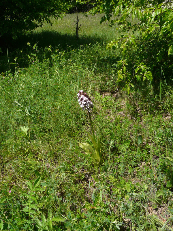 P1290425.jpg