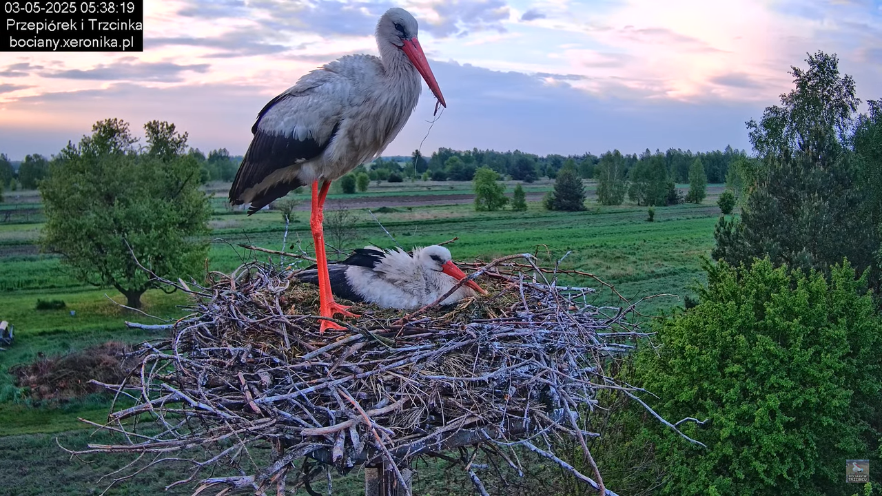 03052025bociany3