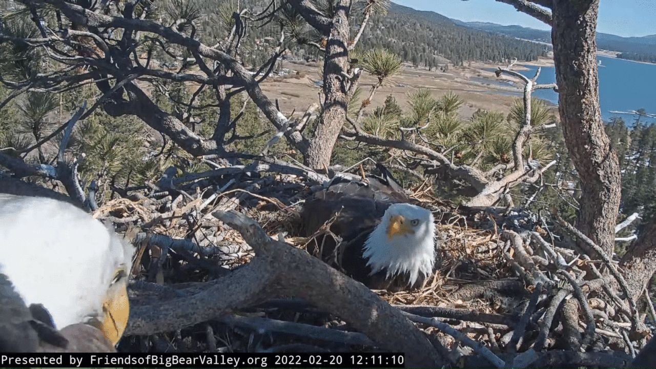 Webp.net-gifmaker (12)