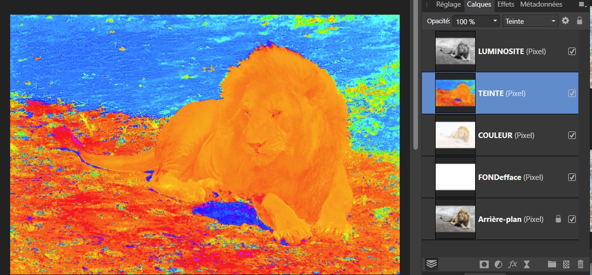 lion2