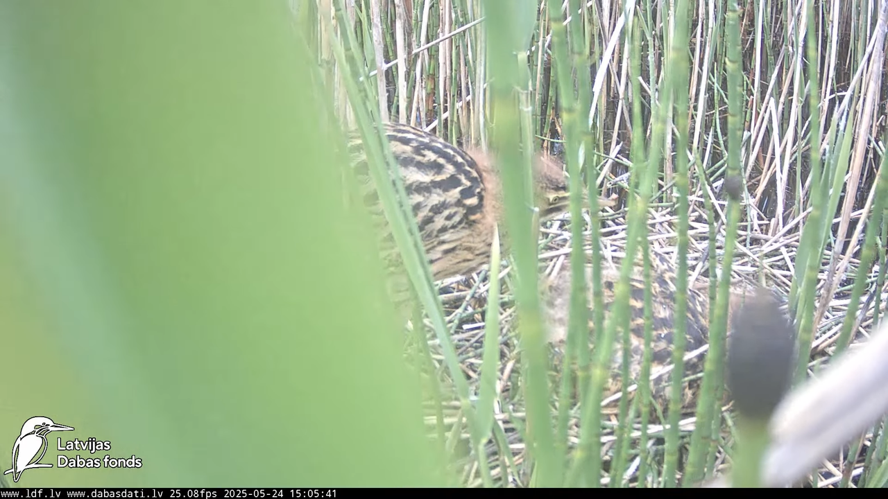 LDF Lielais dumpis (Botaurus stellaris) Zemītes pagastā 16-44-21 screenshot
