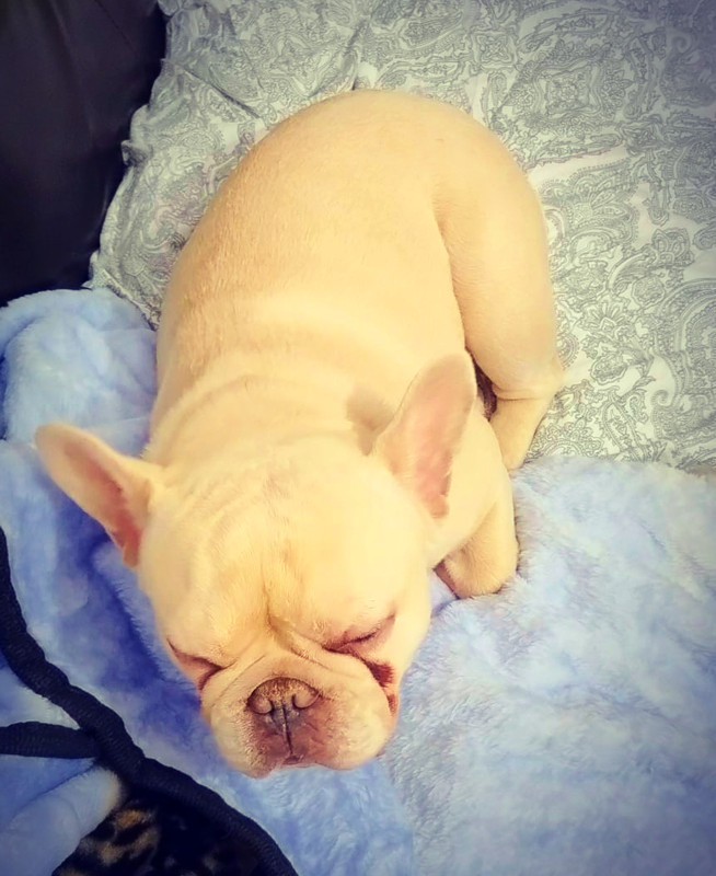 Pearl sleeping