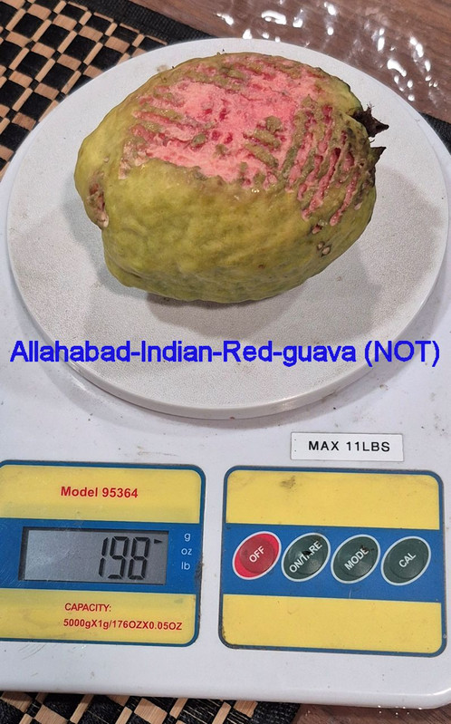 Allahaad India Red(Guava King) NOT pic400