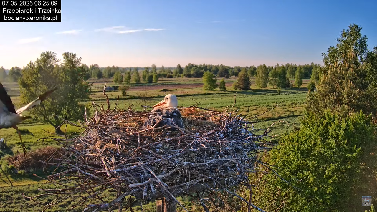 07052025bociany5