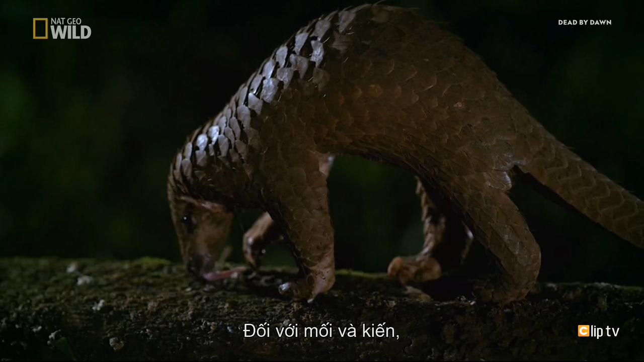 Dead Or Alive Nat Geo Wild