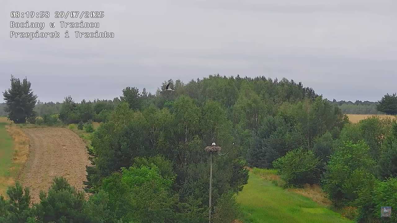 29072025bociany13