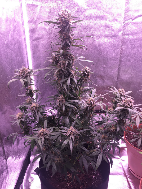 45A98525-59EC-4498-B74F-0B7BB0EBC9EC