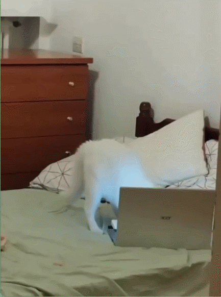 005.gif