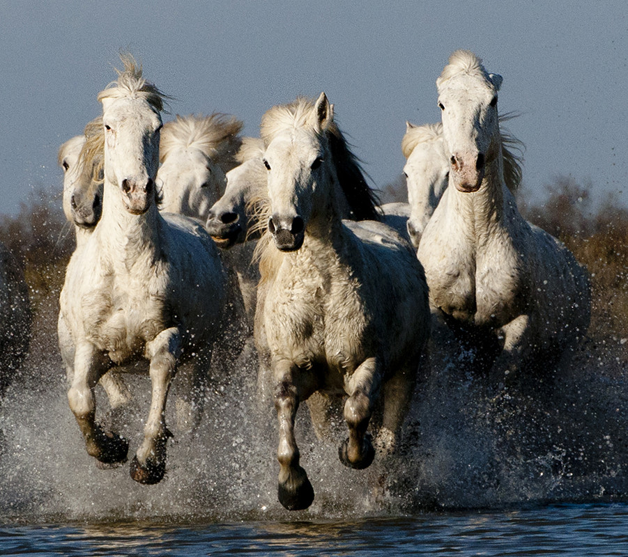 white-horses.jpg