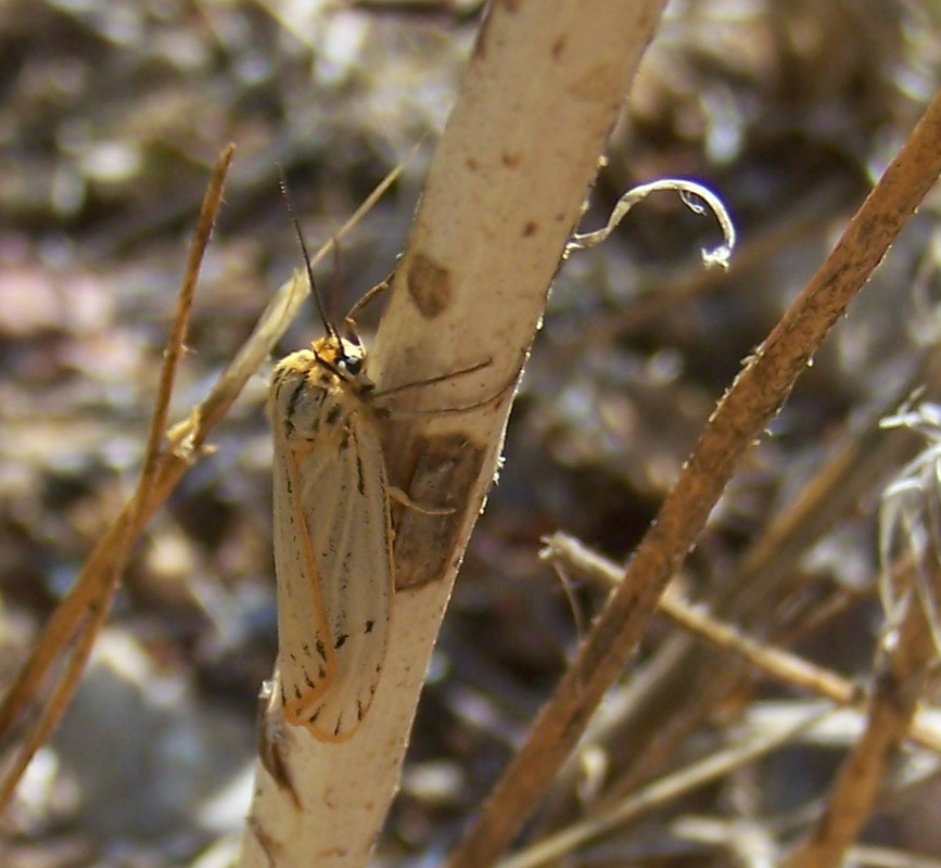 Ecaille striée (Coscinia striata) LBX cabanon 300919