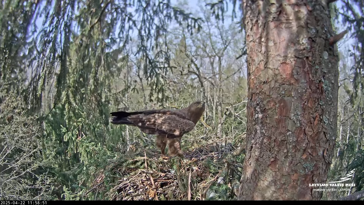 LVM mazais ērglis Lisiņa, egle – Lesser Spotted Eagle 16-4-46 screenshot