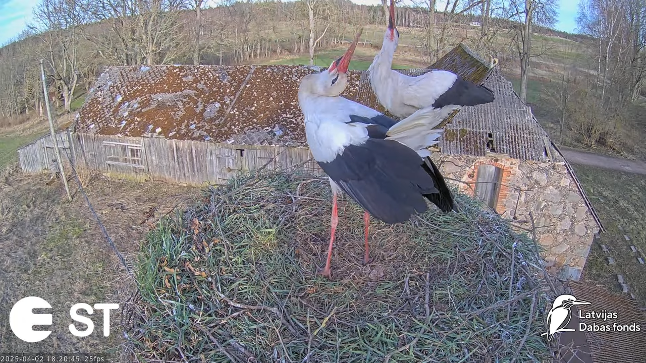 Baltie stārķi (Ciconia ciconia) Tukuma novadā __ White storks in Tukums, Latvia - YouTube - 959_50