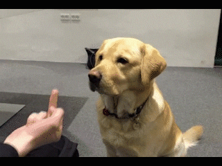 https://i.postimg.cc/W1MRNHKX/2.gif
