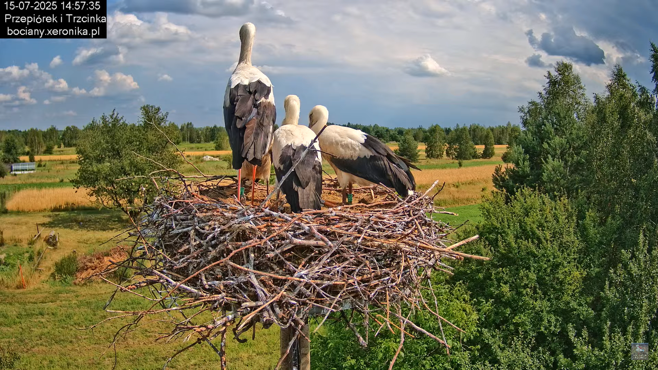 15072025bociany30