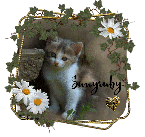 Sunyruby-Kitten-Gold-Heart