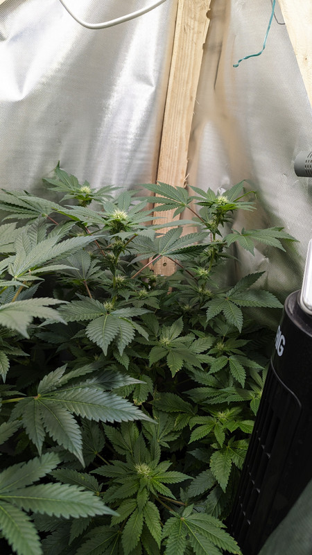 IMG_20240520_213231_(2000_x_3556_piksel)