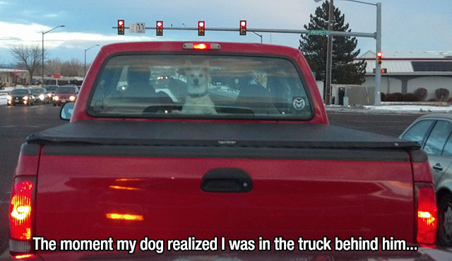 mans-best-friend-8