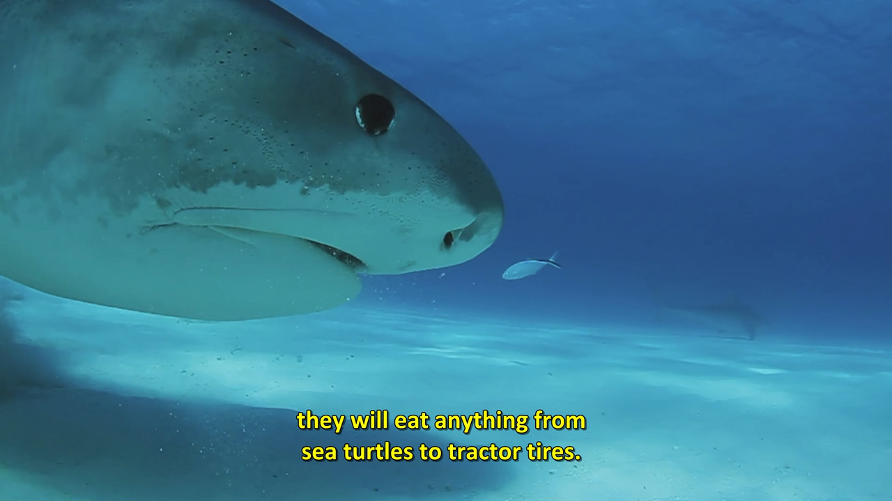 When Sharks Attack  S08E01 Disney  1080p WEB DDP x264-NM21vi.mkv_snapshot_07.21.800