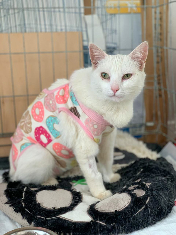 7A3B2021-AE1F-4CC6-AA37-60A3B8CDC710