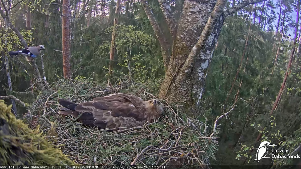 Mazais ērglis (Clanga pomarina), ligzda bērzā 13-18-47 screenshot