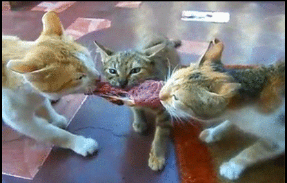 Funny-Cat-GIF-3-wild-cats-fighting-for-a-piece-of-fresh-meat.gif