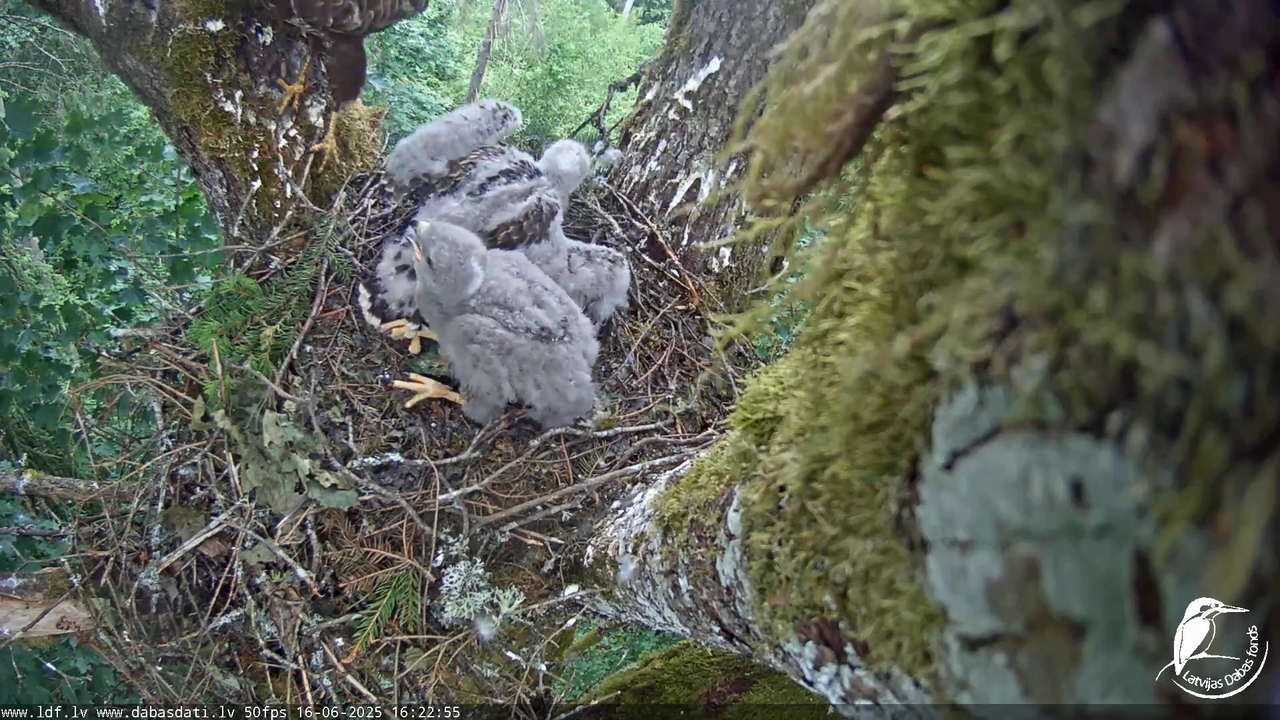 Melnās klijas (Milvus migrans) Kurzemē_ peļu klijāni (Buteo buteo) 8-3-24 screenshot