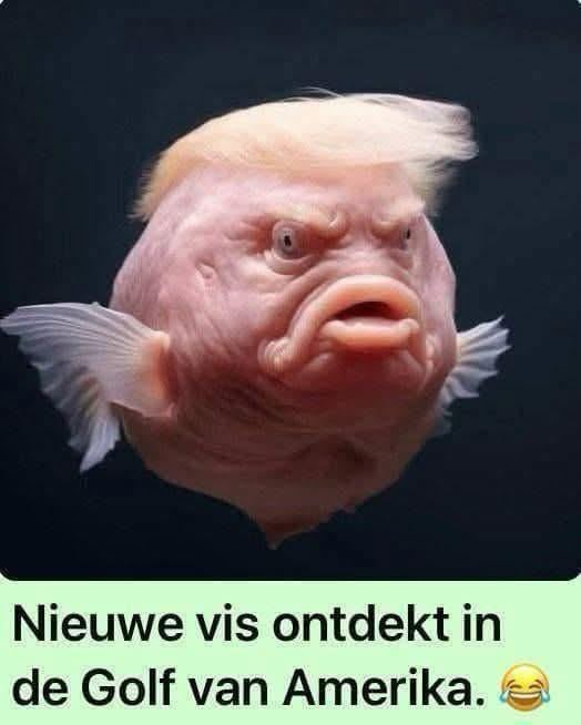 nieuwe-vis.jpg
