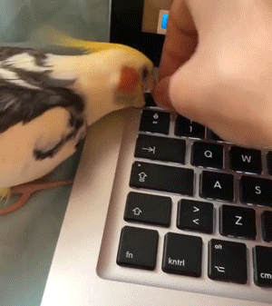 daily-gifdump-3388-16.gif