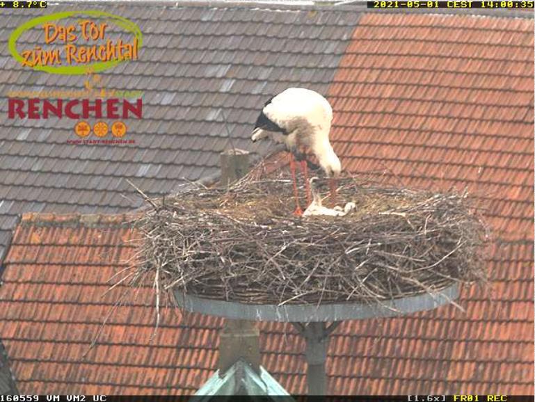 2021-05-01-1400-3Küken