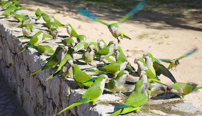 Quaker Parrots  Colors