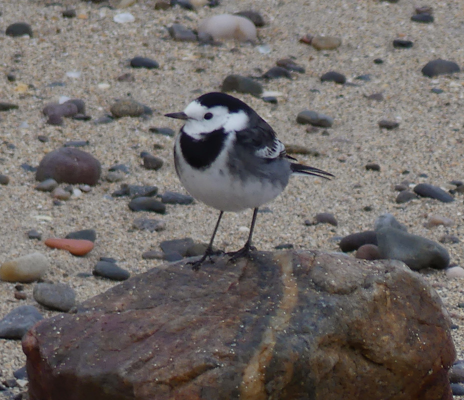 PIED WAG 1