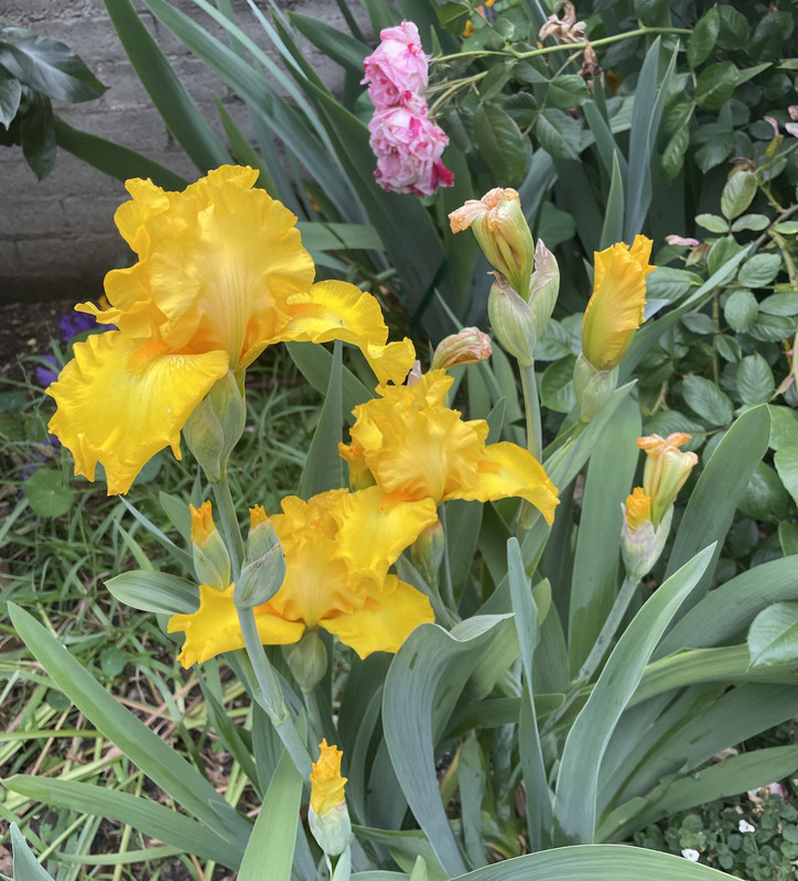 05A69348-6D8E-498F-9D24-3D9758851218_1_201_a