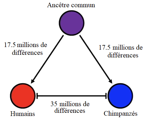 Human-Chimpanzee-Divergence.png