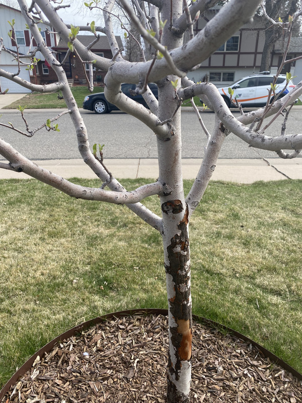 Crab apple tree dying or shedding? Lawn Care Forum