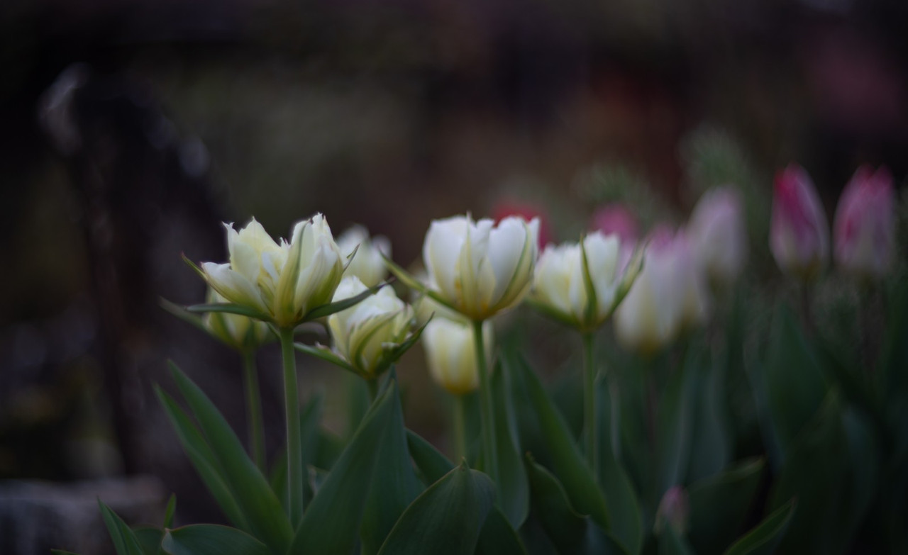 IMG-01072ccb26d62799f94f4141e8c5fb64-V