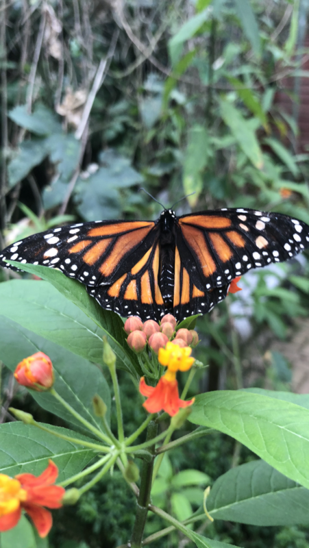 DE TORTUGAS Y PEREZOSOS. COSTA RICA 2019 - Blogs de Costa Rica - DIA 11: TIROLINAS EN MONTEVERDE Y TOUR NOCTURNO POR LA SELVA (48)