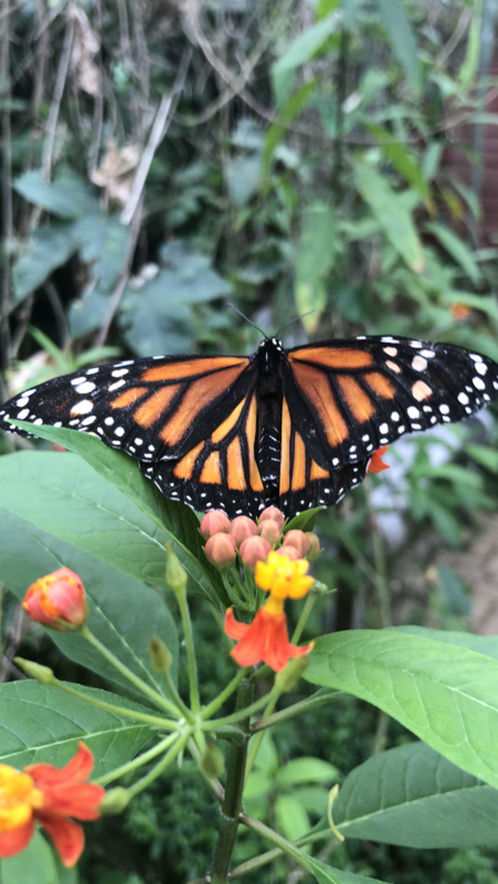 DIA 11: TIROLINAS EN MONTEVERDE Y TOUR NOCTURNO POR LA SELVA - DE TORTUGAS Y PEREZOSOS. COSTA RICA 2019 (48)