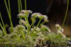 Drosera5