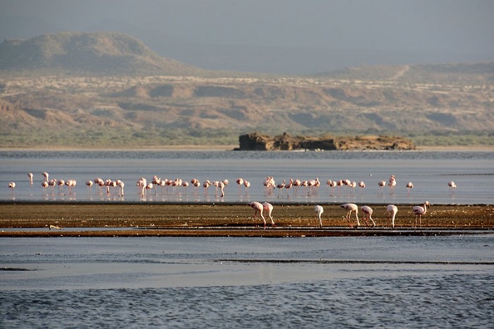Danau Natron atau yang juga dikenal sebagai Danau Merah Tanzania menjadi habitat flamingo.