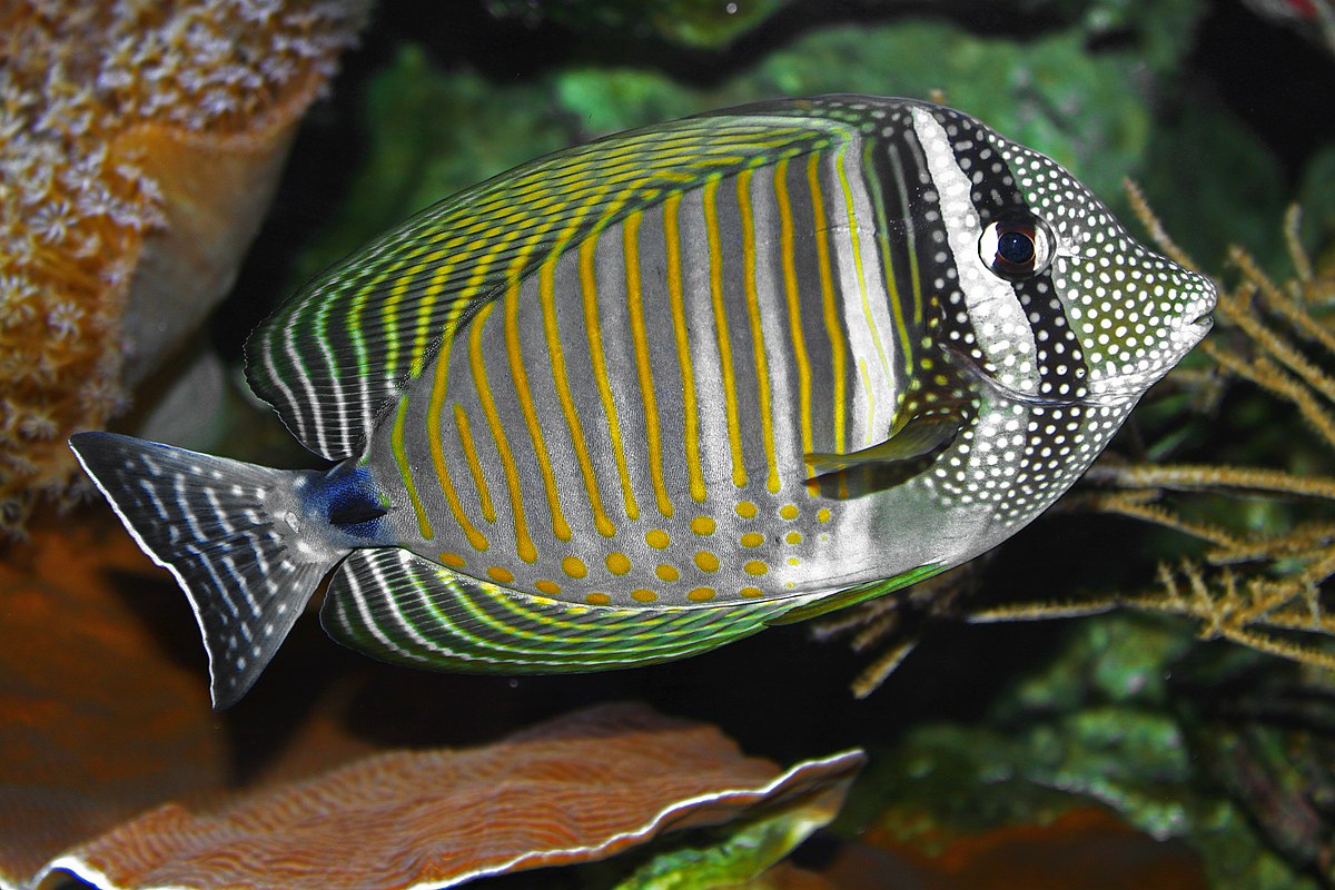 Bali basket fish