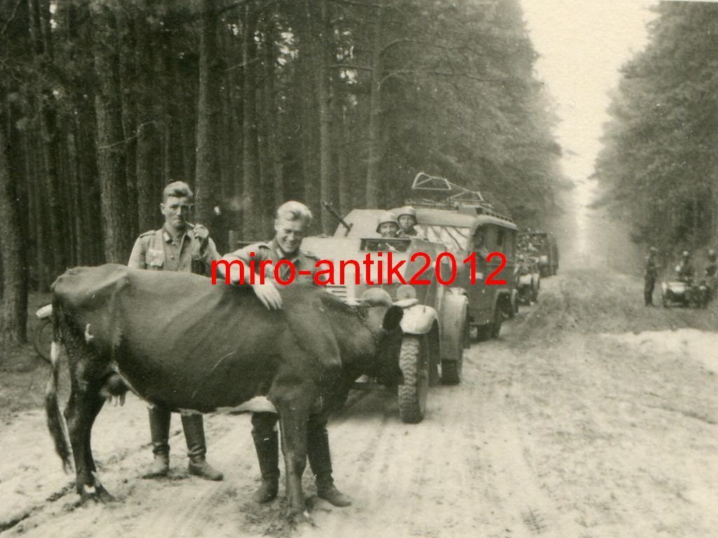 Foto, Wehrmacht, Kuh hält den Vormarsch auf, KFZ