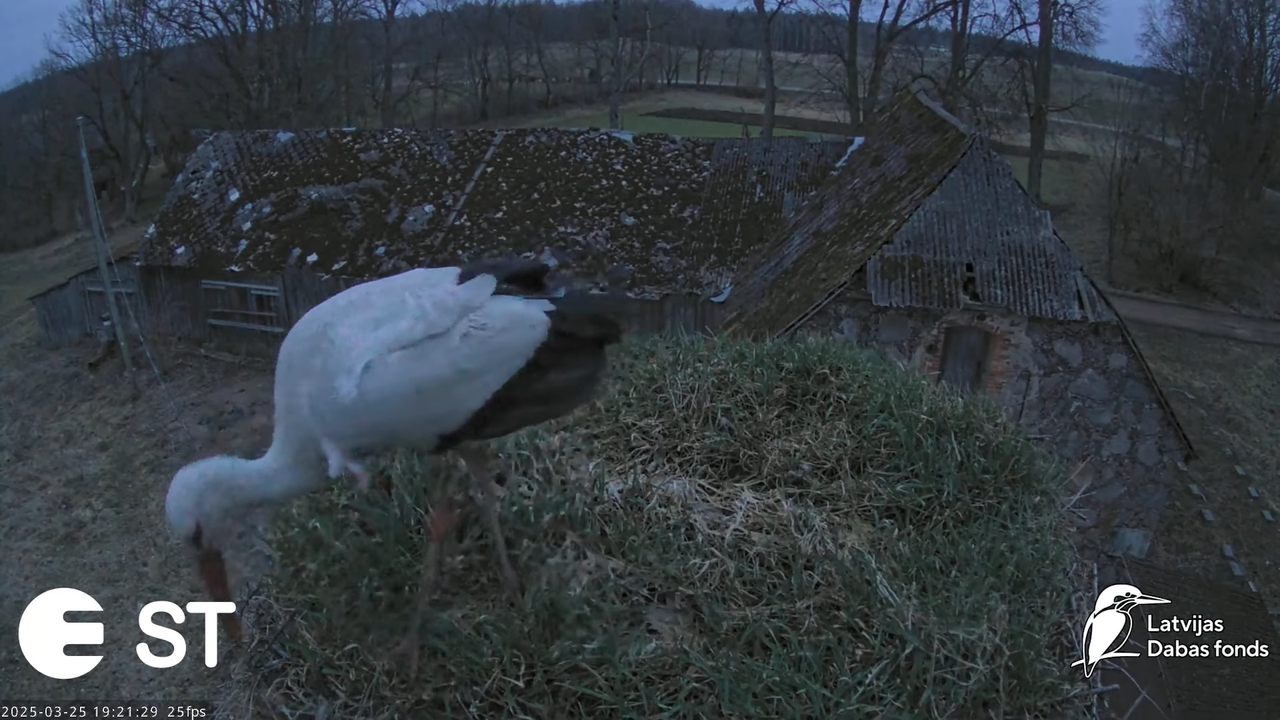 (11) Baltie stārķi (Ciconia ciconia) Tukuma novadā __ White storks in Tukums, Latvia - YouTube - 959