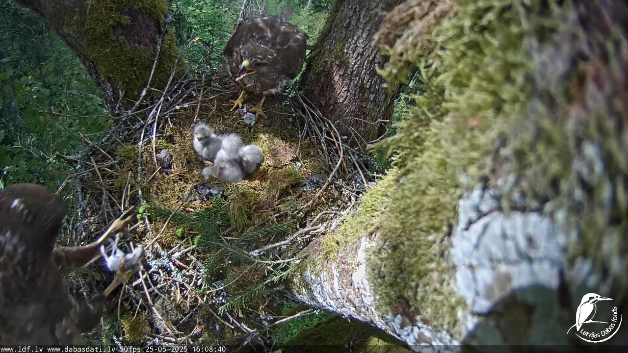Melnās klijas (Milvus migrans) Kurzemē_ peļu klijāni (Buteo buteo) 12-41-55 screenshot (1)