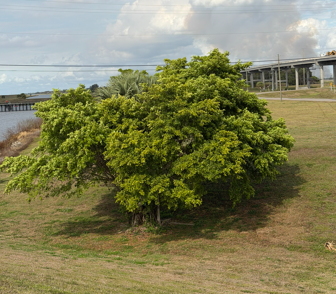 [Image: Lake-Okee-Chobee6.png]