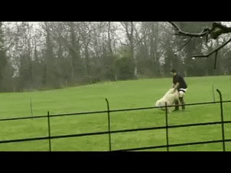 https://i.postimg.cc/W1ZKgdcL/Spanish-Portly-Equine-small.gif